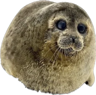 Sticker from Silly seal