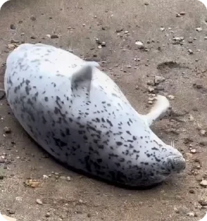 Sticker from SEALS