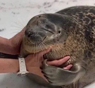 🌟 emoji seals Telegram sticker 16 of 113