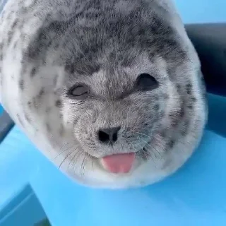 🌟 emoji seals Telegram sticker 15 of 113