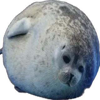 Sticker from Silly seal
