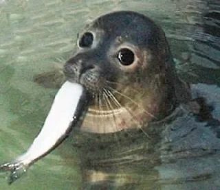 🌟 emoji seals Telegram sticker 13 of 113