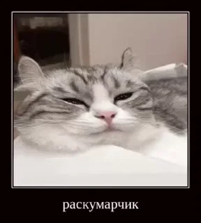 Sticker from камару @TgEmodziBot