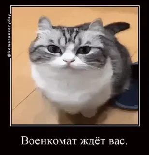 Sticker from камару @TgEmodziBot
