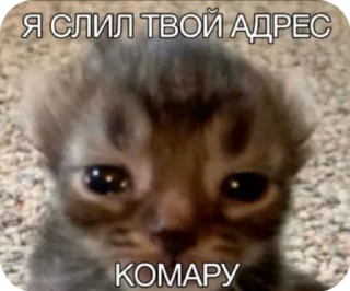 🌟 emoji Рандомные мемы Telegram sticker 10 of 80