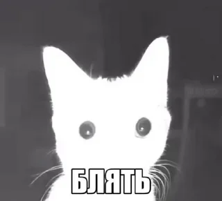 Sticker from Cat