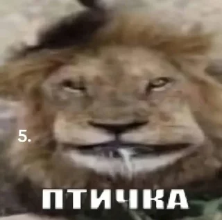 Sticker from Сиссимасиси