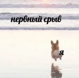 🤪 emoji котики как смысл жизни Telegram sticker 13 of 112