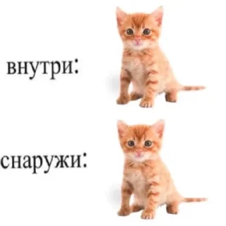😄 emoji Котики как смысл жизни Telegram sticker 19 of 58