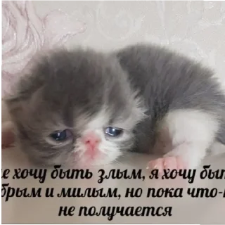 😄 emoji Котики как смысл жизни Telegram sticker 20 of 58
