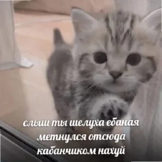 😄 emoji Котики как смысл жизни Telegram sticker 18 of 58