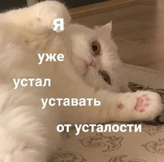 😐 emoji котики как смысл жизни Telegram sticker 22 of 112