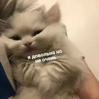 😀 emoji котики как смысл жизни Telegram sticker 11 of 112