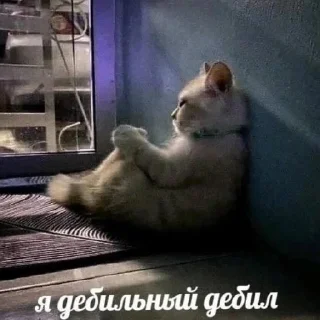 😄 emoji Котики как смысл жизни Telegram sticker 16 of 58