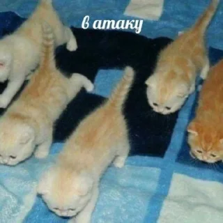 😄 emoji Котики как смысл жизни Telegram sticker 8 of 58