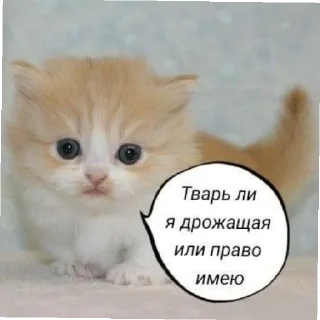 😄 emoji Котики как смысл жизни Telegram sticker 3 of 58