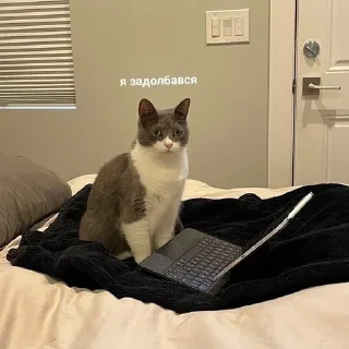 😕 emoji котики как смысл жизни Telegram sticker 9 of 112