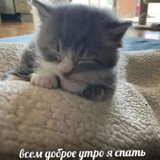 😄 emoji Котики как смысл жизни Telegram sticker 13 of 58