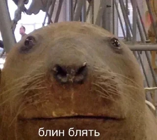 Sticker from котики как смысл жизни