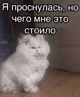 🫠 emoji котики как смысл жизни Telegram sticker 17 of 112