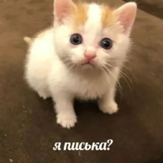 😄 emoji Котики как смысл жизни Telegram sticker 14 of 58