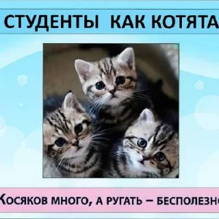 😄 emoji Котики как смысл жизни Telegram sticker 21 of 58
