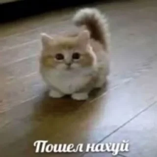 😄 emoji Котики как смысл жизни Telegram sticker 15 of 58