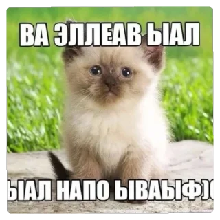 🤔 emoji Котики как смысл жизни Telegram sticker 1 of 58