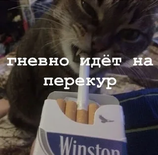 Sticker from котики как смысл жизни
