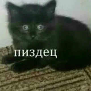 😄 emoji Котики как смысл жизни Telegram sticker 12 of 58