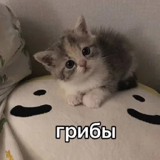 😄 emoji Котики как смысл жизни Telegram sticker 24 of 58
