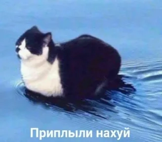 😒 emoji котики как смысл жизни Telegram sticker 20 of 112