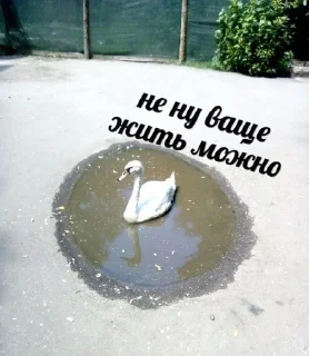 🙂 emoji котики как смысл жизни Telegram sticker 5 of 112