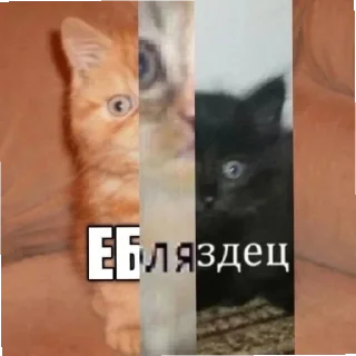 😄 emoji Котики как смысл жизни Telegram sticker 17 of 58