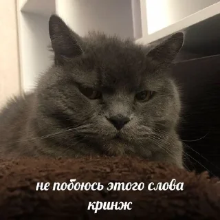 👎 emoji котики как смысл жизни Telegram sticker 14 of 112