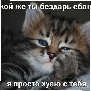 😄 emoji Котики как смысл жизни Telegram sticker 7 of 58