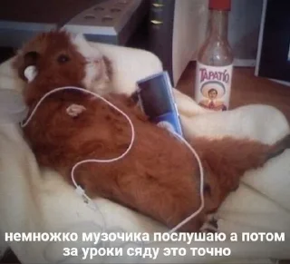 🙈 emoji котики как смысл жизни Telegram sticker 16 of 112