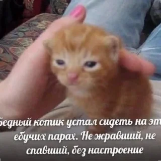 😄 emoji Котики как смысл жизни Telegram sticker 22 of 58