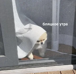 😡 emoji котики как смысл жизни Telegram sticker 18 of 112