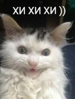 😁 emoji котики как смысл жизни Telegram sticker 23 of 112