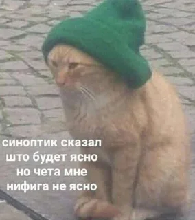 🌟 emoji котики как смысл жизни Telegram sticker 10 of 112