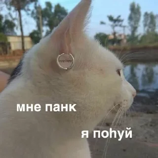 😄 emoji котики как смысл жизни Telegram sticker 24 of 112