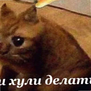 😄 emoji Котики как смысл жизни Telegram sticker 9 of 58