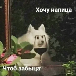 🫣 emoji котики как смысл жизни Telegram sticker 21 of 112