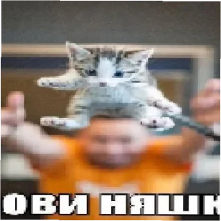 😄 emoji Котики как смысл жизни Telegram sticker 11 of 58