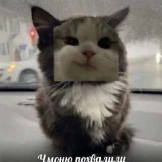 😄 emoji Котики как смысл жизни Telegram sticker 4 of 58