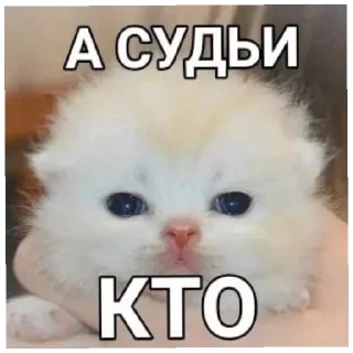 😄 emoji Котики как смысл жизни Telegram sticker 5 of 58