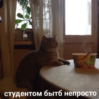 😄 emoji Котики как смысл жизни Telegram sticker 23 of 58