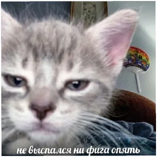 😄 emoji Котики как смысл жизни Telegram sticker 10 of 58