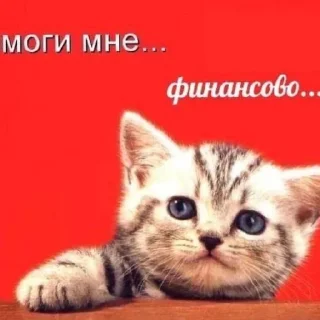 😄 emoji Котики как смысл жизни Telegram sticker 6 of 58